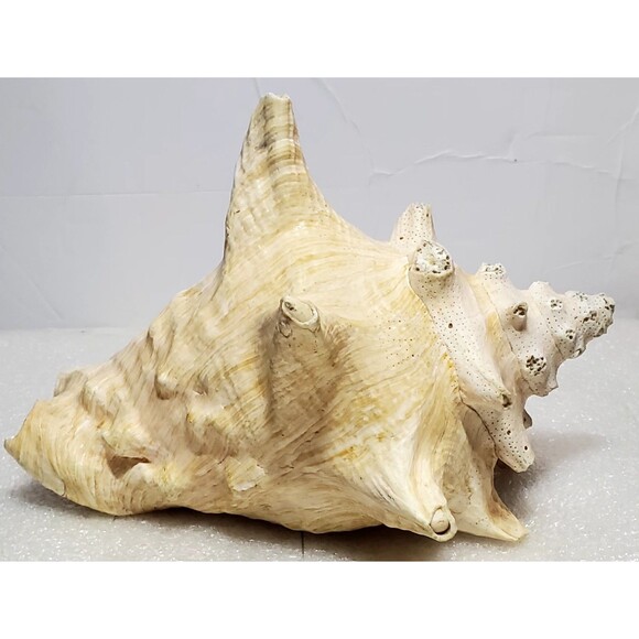 Large Natural Conch Shell 8.5” Pink Horned Seashell Beach Decor Pre-Owned - Picture 7 of 14